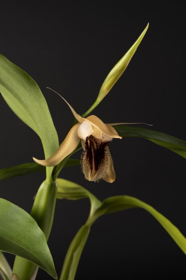 Coelogyne ovalis – Image 2