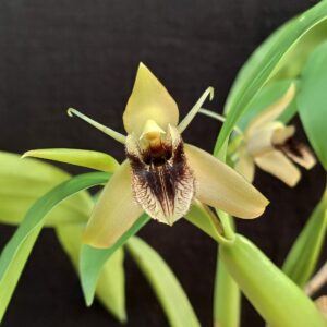 Coelogyne ovalis