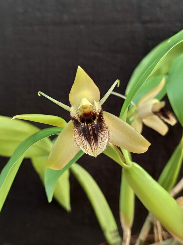 Coelogyne ovalis