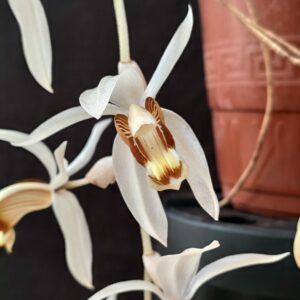 Coelogyne swaniana