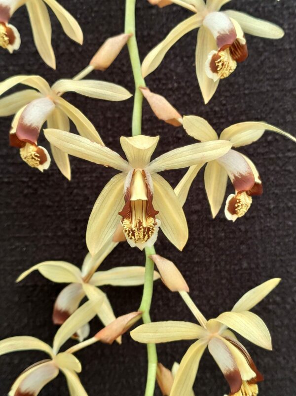 Coelogyne tomentosa – Image 3