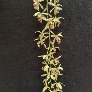 Coelogyne tomentosa