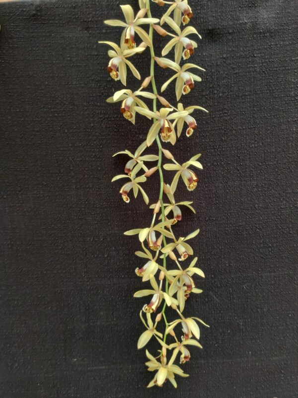 Coelogyne tomentosa