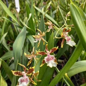 Colmanara 'Jungle Monarch'
