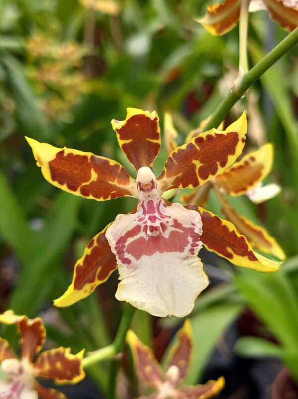 Colmanara 'Jungle Monarch' – Image 2