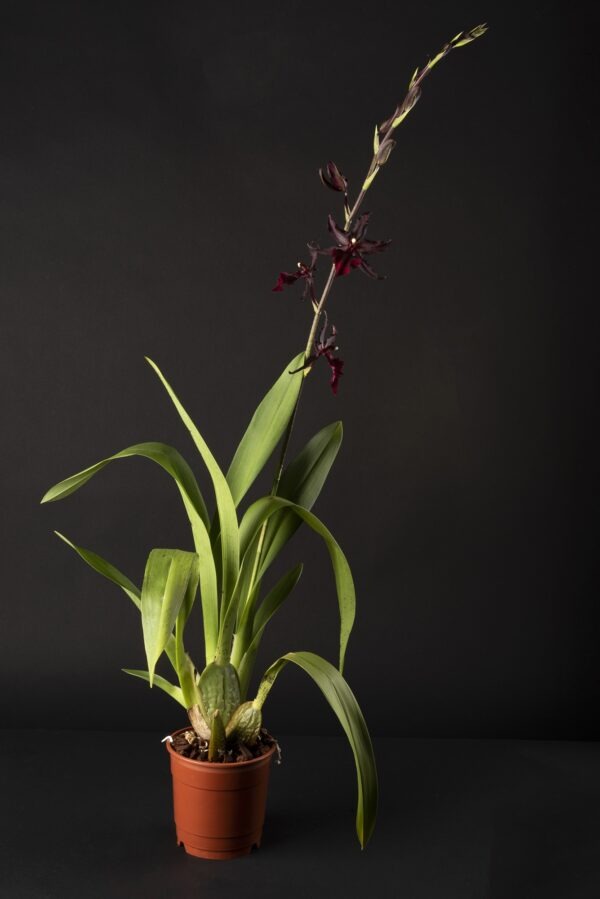 Colmanara Masai Red – Image 2