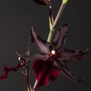 Colmanara Masai Red
