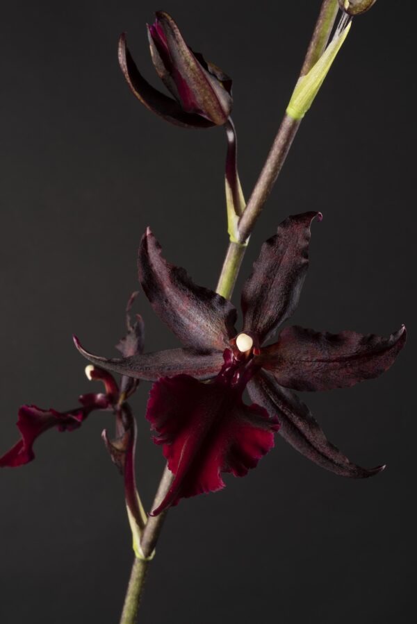 Colmanara Masai Red