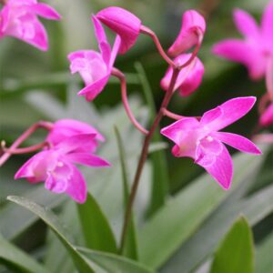 Dendrobium kingianum