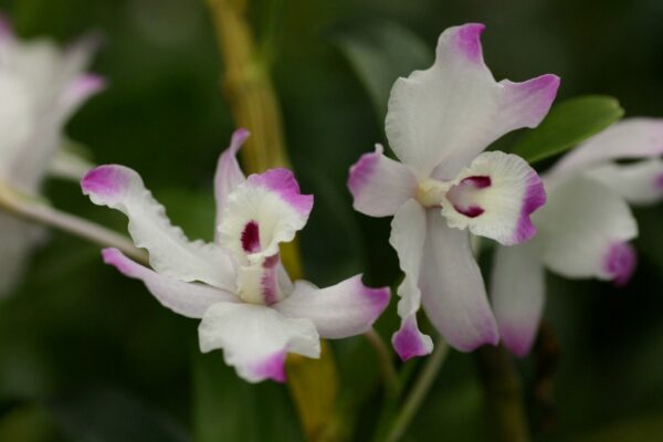 Dendrobium linawianum
