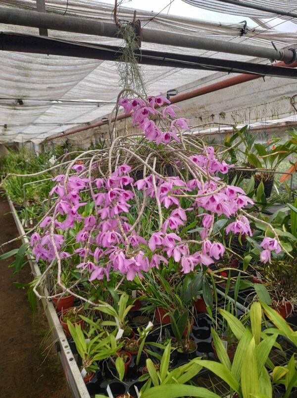 Dendrobium Nestor – Image 2