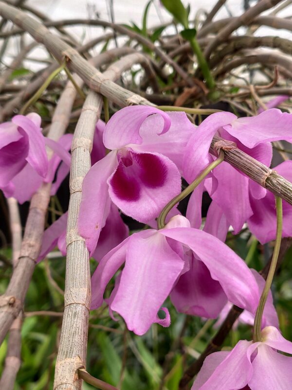 Dendrobium Nestor