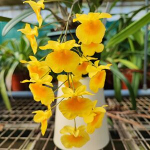 Dendrobium aggregatum