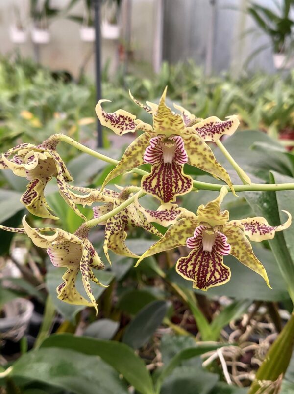 Dendrobium alexandrae x polysema – Image 2