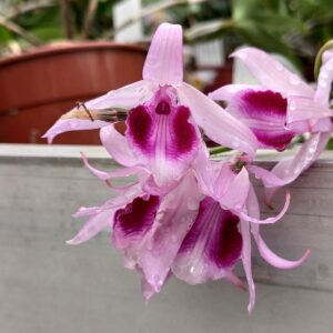 Dendrobium anosmum