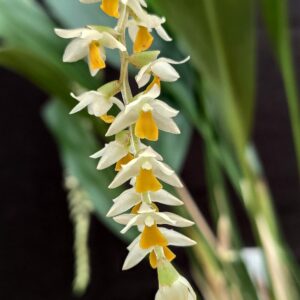 Dendrochilum cobbianum