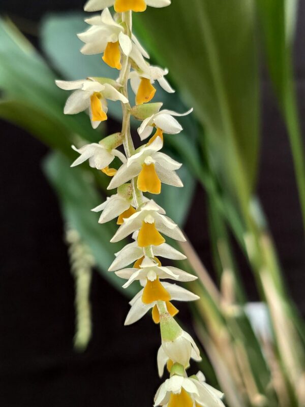 Dendrochilum cobbianum