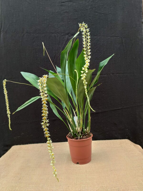 Dendrochilum cobbianum – Image 2