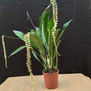 Dendrochilum cobbianum