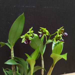 Dendrobium convolutum