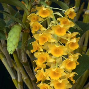 Dendrobium densiflorum