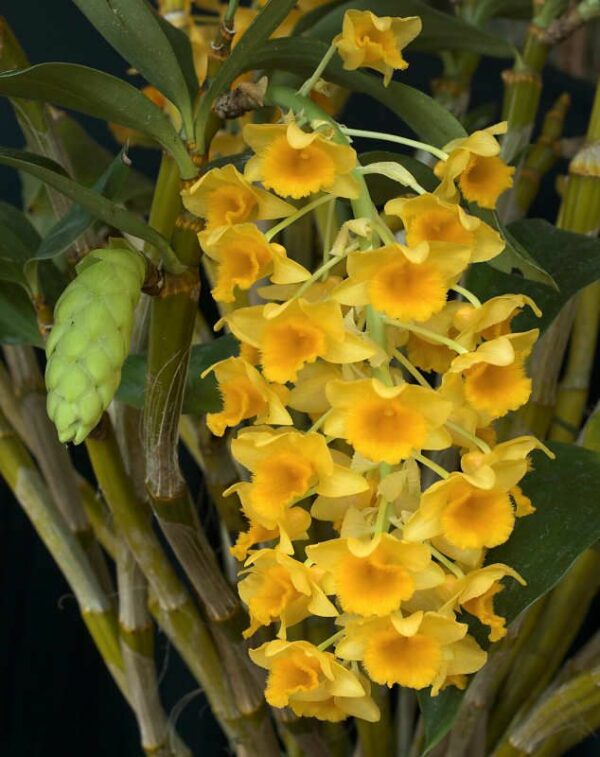 Dendrobium densiflorum