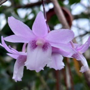 Dendrobium intricatum