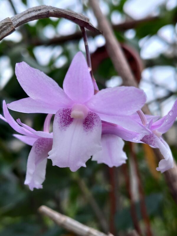 Dendrobium intricatum