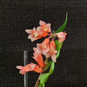 Dendrobium lawesii