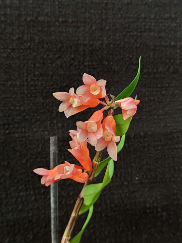 Dendrobium lawesii