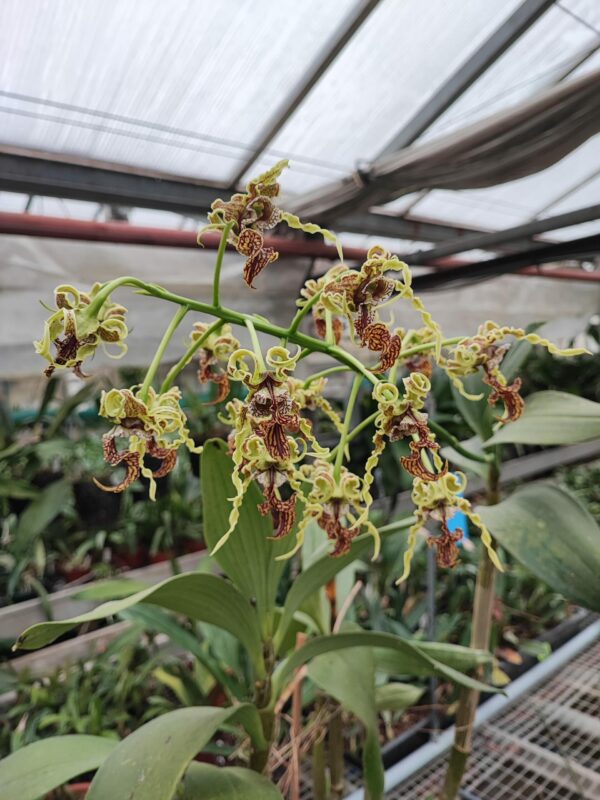Dendrobium spectabile – Image 2