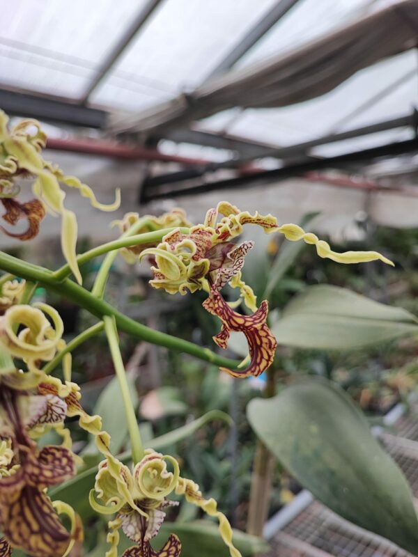 Dendrobium spectabile – Image 3