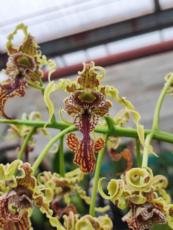 Dendrobium spectabile