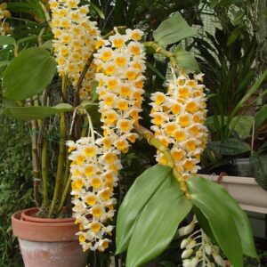 Dendrobium thyrsiflorum