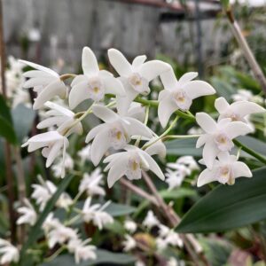 Dendrobium x delicatum