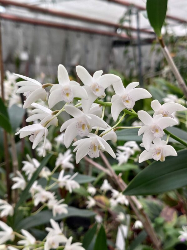 Dendrobium x delicatum