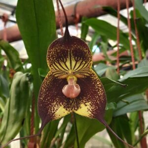 Dracula Nightshade