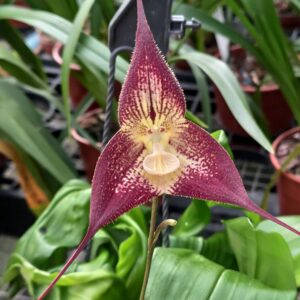 Dracula Phantom