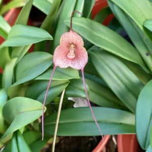 Dracula erythrochaete
