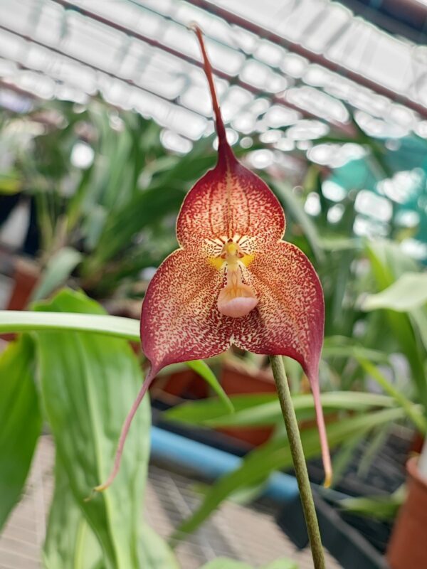 Dracula hirtzii