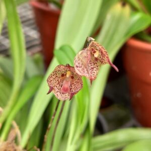 Dracula mopsus