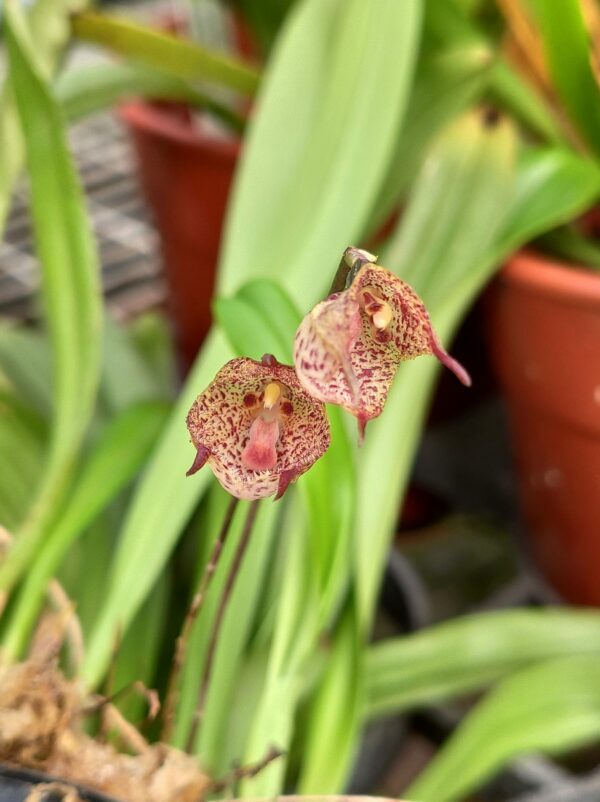 Dracula mopsus