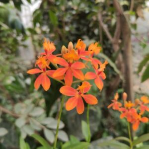 Epidendrum orange