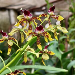 Epidendrum scriptum