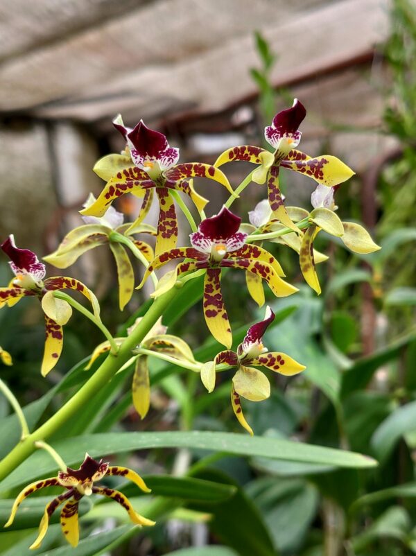 Epidendrum scriptum