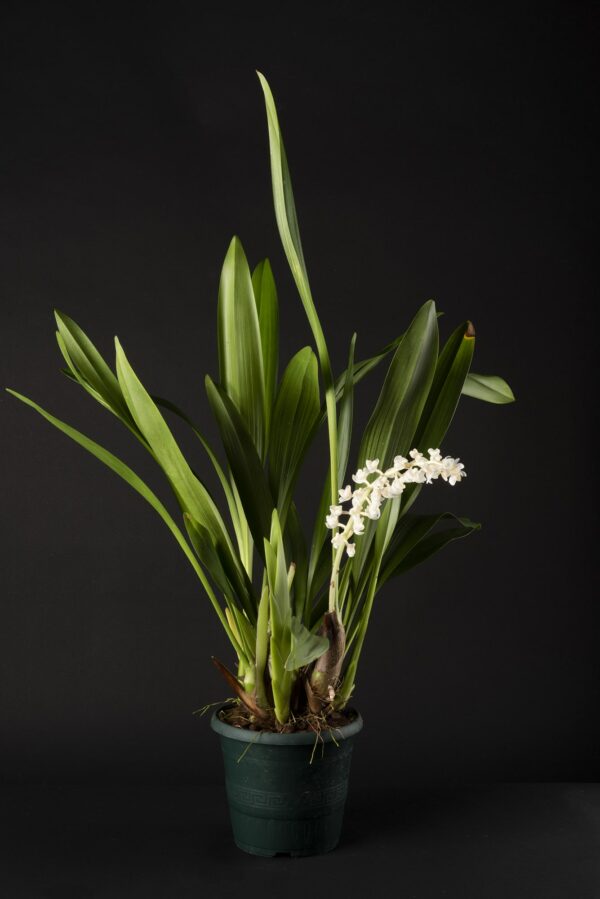 Eria hyacinthoides – Image 2