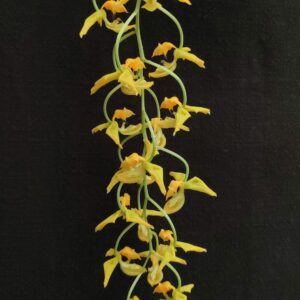 Gongora galeata var flava x rufescens