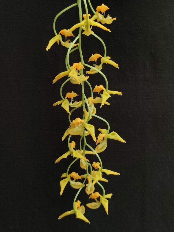 Gongora galeata var flava x rufescens