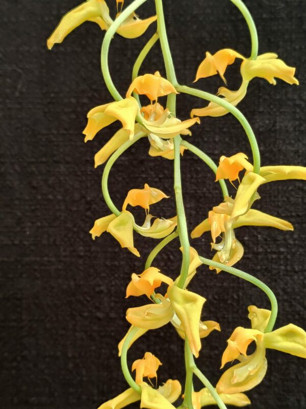 Gongora galeata var flava x rufescens – Image 2