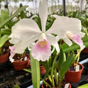 Cattleya purpurata  var. graciata